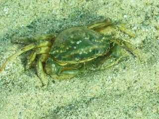 sea crab in very clear water