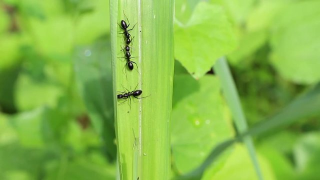 Three ants were swarming on the green grass in the park.