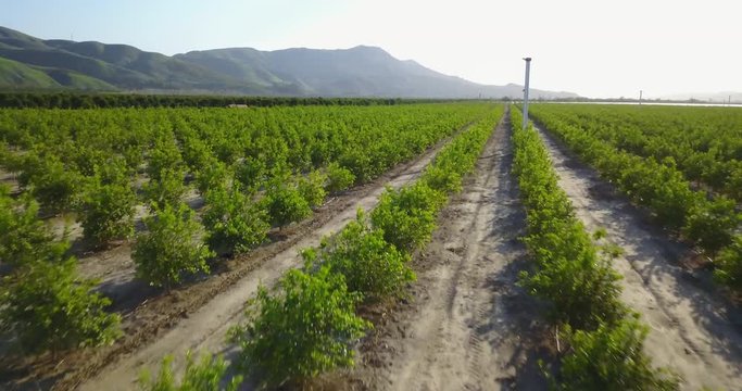 New Citrus Orchard Aerial Santa Paula Fillmore