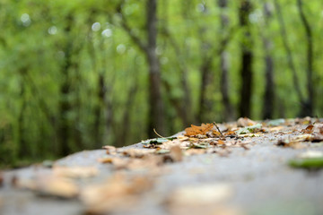 Dry leaves on the surface of an old wooden table in the forest