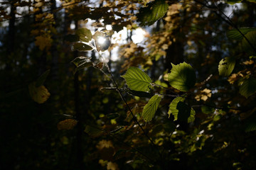 Sunlight and foliage illuminated by the sun in the autumn forest
