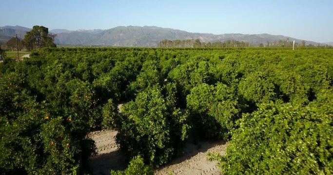 Citrus Orchard Aerial Santa Paula Fillmore Lemon Orange