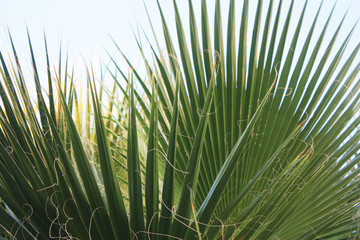 Palm leaf