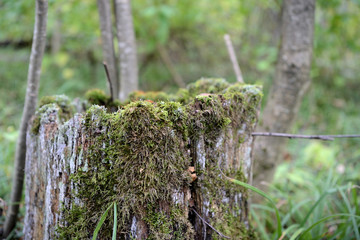 Old moss-covered stump in the autumn forest close up