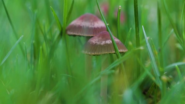 Fruiting mushroom bodies found on a lawn. Delicate little brown mushrooms. Mower's mushroom growing in the grass. Caps and stem of panaeolus foenisecii mushrooms. 