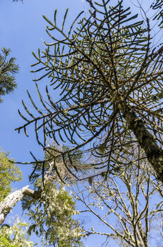 National Park Nahuelbuta, South of Chile.