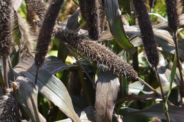 Plant grass black