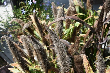 Plant grass black