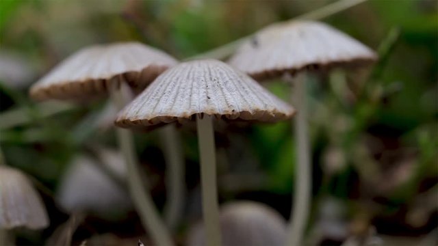 Group of small white delicate mushrooms growing in the grass. Pleated inkcap mushroom found in the grass after an autumn rain. Close up of Parasola plicatilis mushroom or ink cap. 