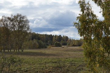 Obraz premium field in Central Russia in the fringing of birches in cloudy weather and impending cloud