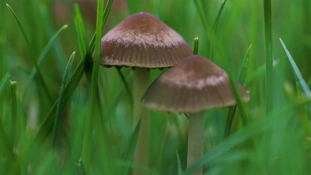 Mower mushroom growing in green grass. Little brown mushrooms or LBM Panaeolus foenisecii. Common brown haymaker mushroom close up. 