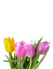 bouquet of colorful and pretty tulips on white background