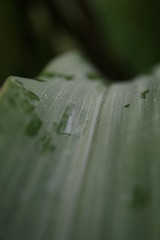 water drops on green leaf