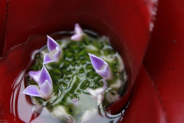 red rose with water drops