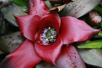 close up of dragon fruit