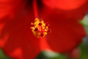 red flower