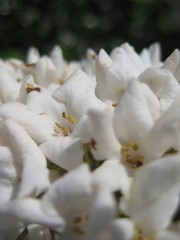 white flowers of apple tree