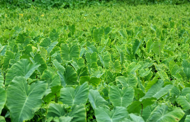 Green Leaf Field