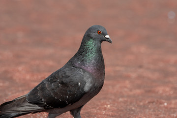 Pigeon