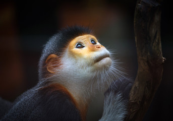 Red-shanked douc ( Pygathrix nemaeus) In the atmosphere of the wild.