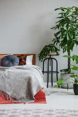 Plants next to bed with red and grey sheets and pillows in natural bedroom interior. Real photo