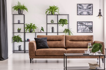 Posters and plants on white wall in living room interior with leather sofa with black cushion. Real...
