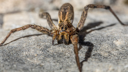 Spinne auf einem Stein