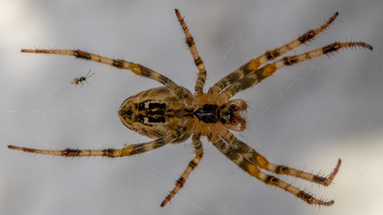 Spinne von unten