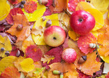 apples and autumn leaves with rain drops
