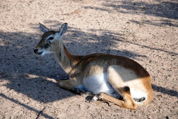 Parc zoologique de Fréjus (Var- France)