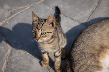 Greek kitten, Mandrakia