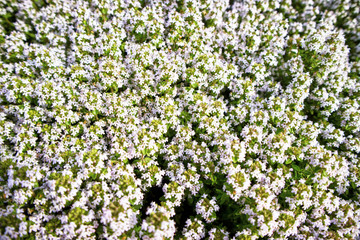The flower of the thyme