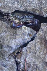Krab ukryty między skałami  Chorwacja © Grzegorz Polak