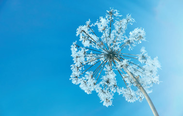 Crystal snow-flowers against the blue sky.