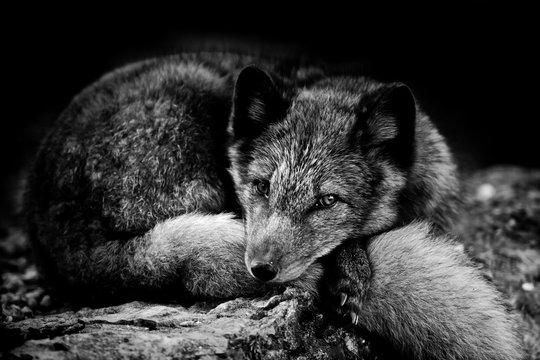 renard polaire renardeau mammif&egrave;re animal fourrure doux regard  mignon couch&eacute; dormir repos noir et blanc monochrome