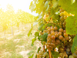 close-up of grapevine plant with ripe bunch of grapes in vineyard on sunny day