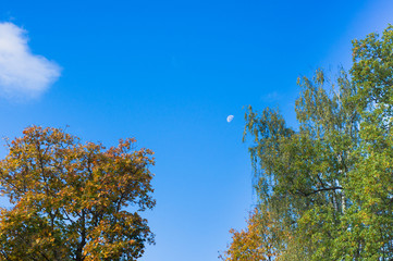 The moon and tops of trees. forest in the Russian countryside