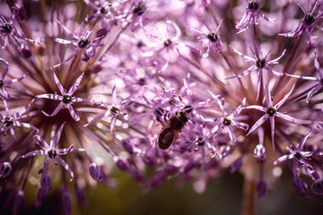 Bee collecting nectar on purple alum garlic flower. macro close-up. selective focus shot with...