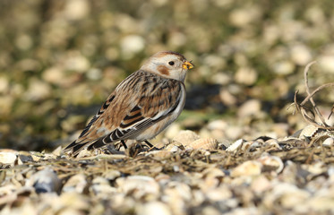 A beautiful Snow Bunting (Plectrophenax nivalis) searching for seeds and insects along the...