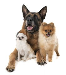 three dogs