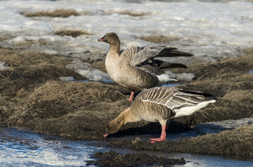 Oie à bec court,.Anser brachyrhynchus, Pink footed Goose, archipel du Spitzberg