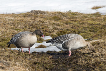 Oie à bec court,.Anser brachyrhynchus, Pink footed Goose, archipel du Spitzberg