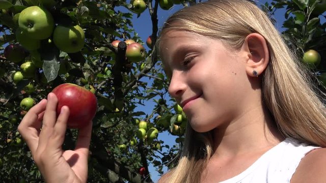Child in Apple Orchard, Kid Tasting Fruits in Tree, Farmer Girl at Village