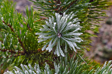 Frozen green branch