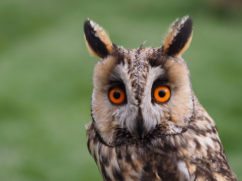Waldohreule - Portrait