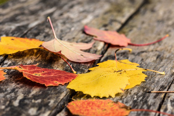 fallen autumn leaves on old wooden surface