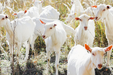 flock of young white goats look into the frame