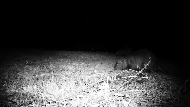 Coypu (Myocastor Coypus or Nutria) eats grass in a winter night. Coypu is a large herbivorous semiaquatic rodent of the Myocastoridae. Nature and Wildlife FullHD Video.