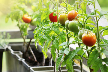 Container vegetables gardening. Vegetable garden on a terrace. Herbs, tomatoes growing in container