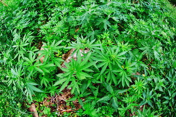 Cannabis sprouts young leaves in the wild. Fisheye lens, top view